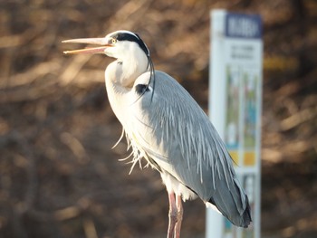 Grey Heron 栃木県 Tue, 2/11/2020