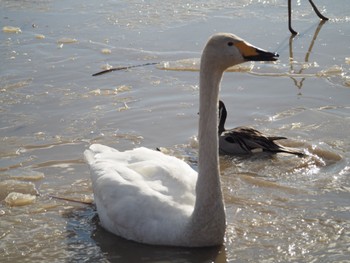 Unknown Species 宮城県 Mon, 12/31/2018