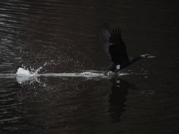 カワウ 群馬県 2019年12月26日(木)