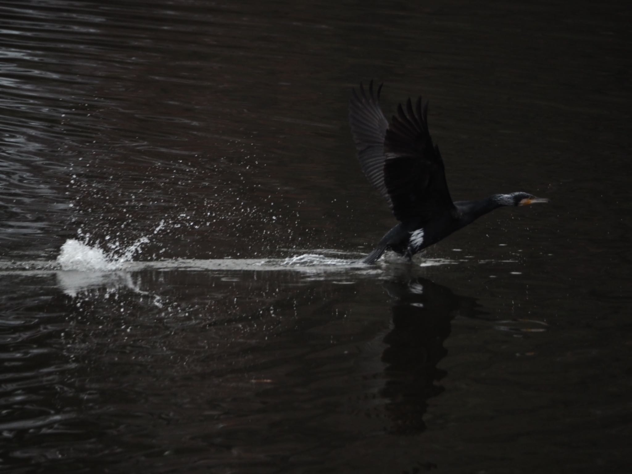 Photo of Great Cormorant at 群馬県 by ヒトリスキ“h1toriski”