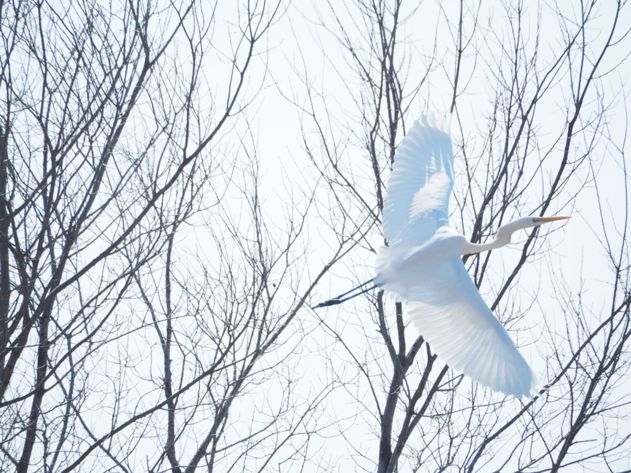 Photo of Great Egret at 群馬県 by ヒトリスキ“h1toriski”