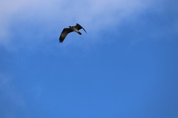 2021年12月26日(日) 三重県津市の野鳥観察記録