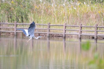 2023年10月28日(土) 柏の葉公園の野鳥観察記録