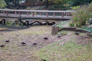 カルガモ 島根県出雲市 2023年11月26日(日)