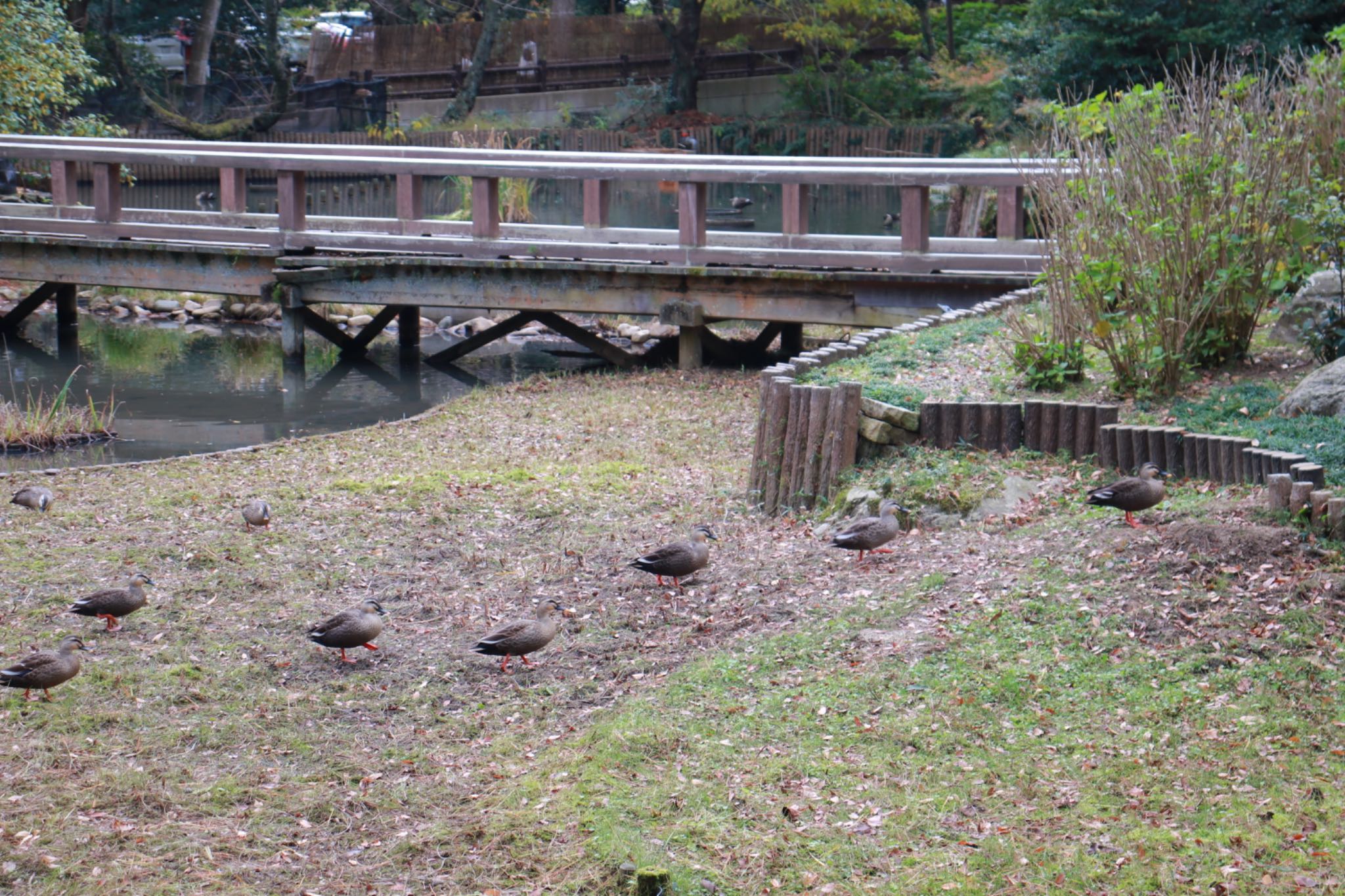 島根県出雲市 カルガモの写真 by Kaori