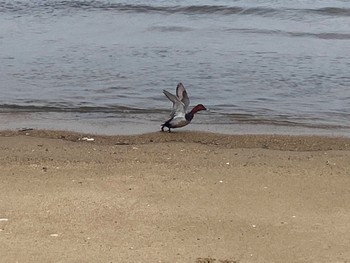 2022年3月5日(土) 三重県津市の野鳥観察記録