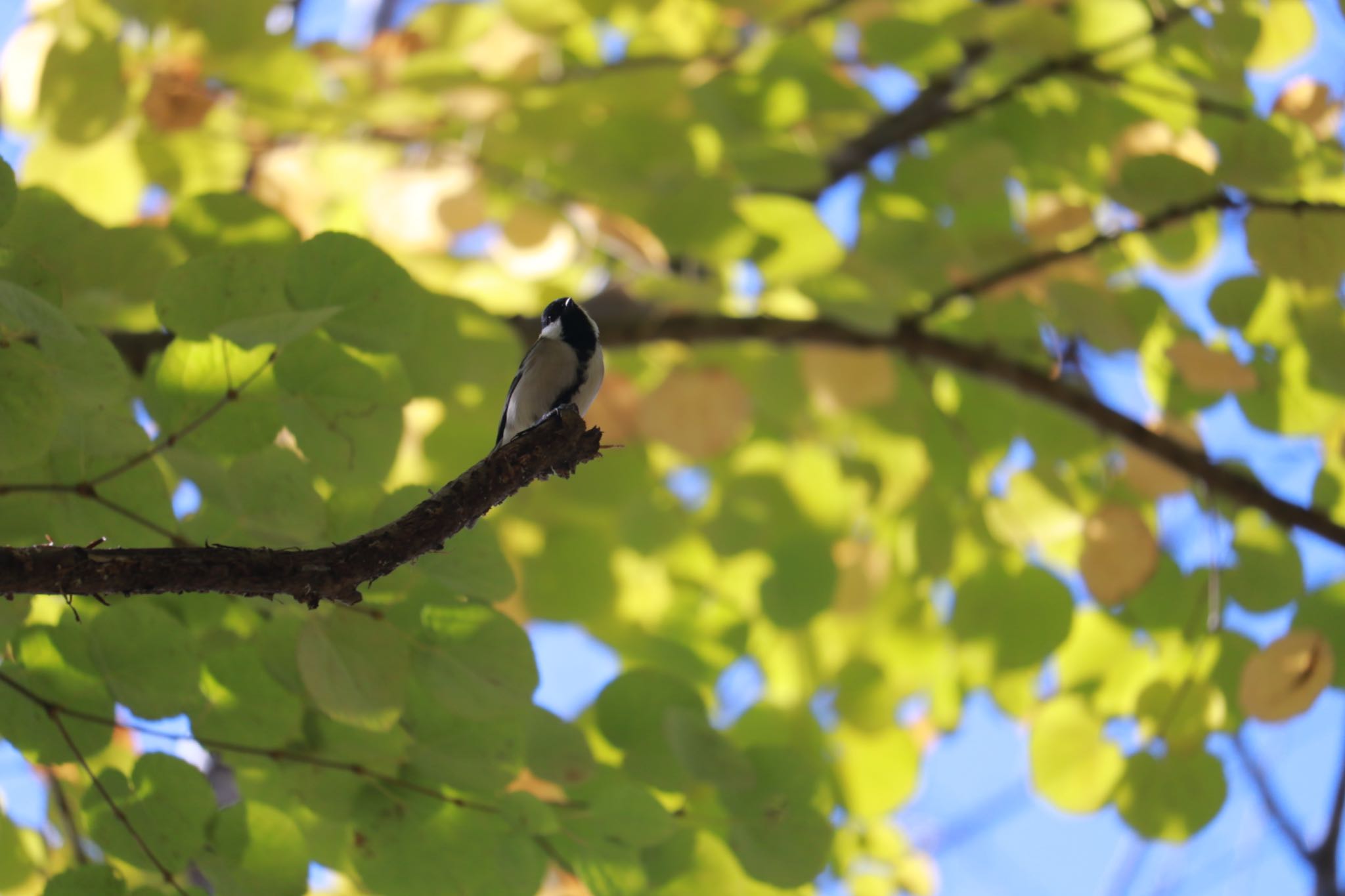 Japanese Tit