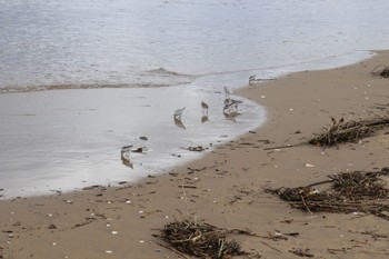 Sanderling 三重県津市 Sat, 9/18/2021