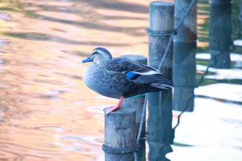 Eastern Spot-billed Duck 柏の葉公園 Sun, 11/19/2023