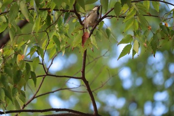 2023年8月26日(土) 北柏ふるさと公園の野鳥観察記録