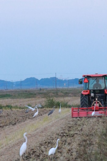 2023年11月4日(土) 家の近所の野鳥観察記録