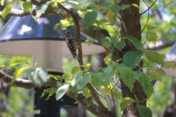 Japanese Pygmy Woodpecker 柏の葉公園 Mon, 7/17/2023