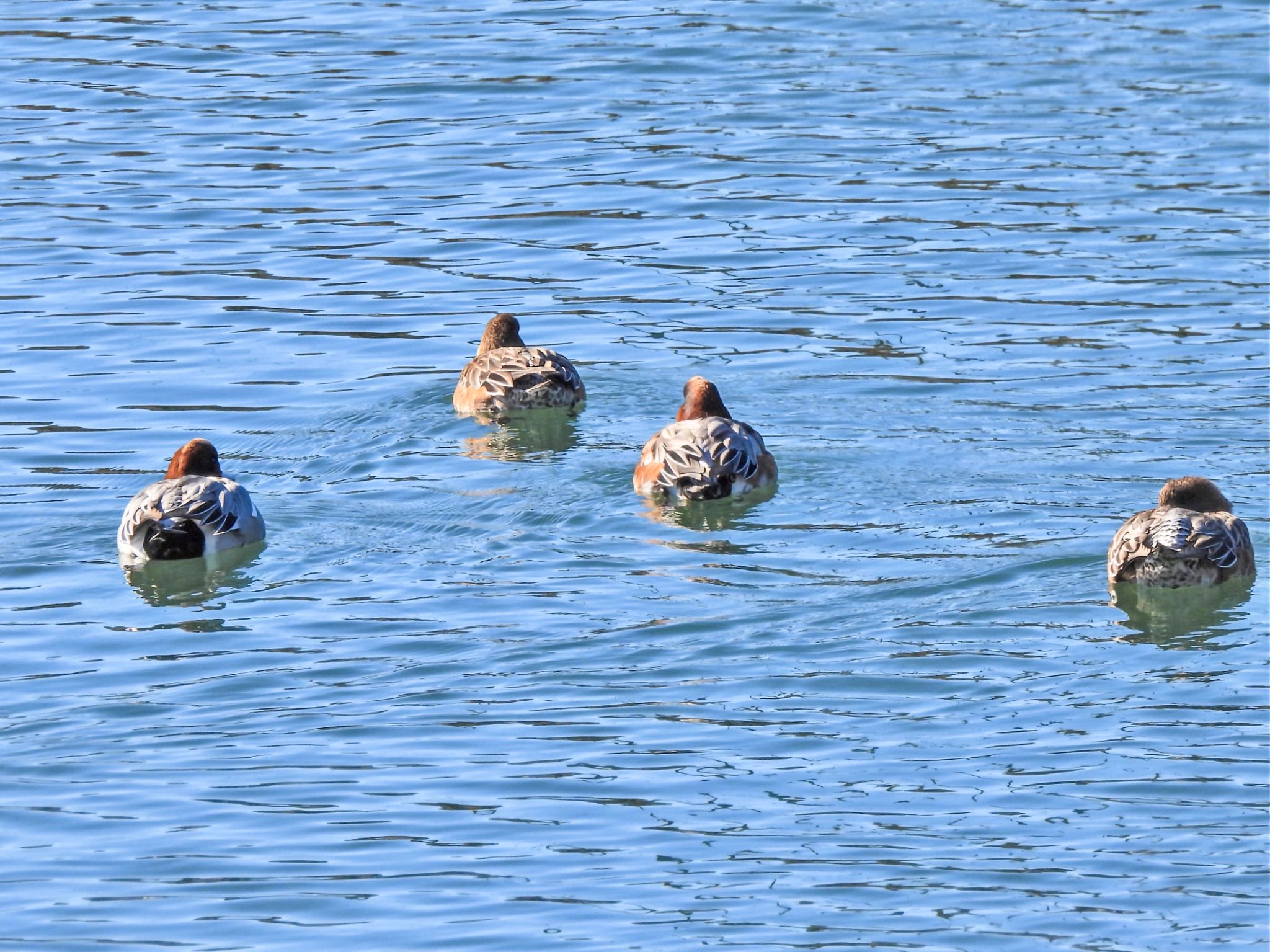 Photo of Eurasian Wigeon at 安岐川河口 by クロやん