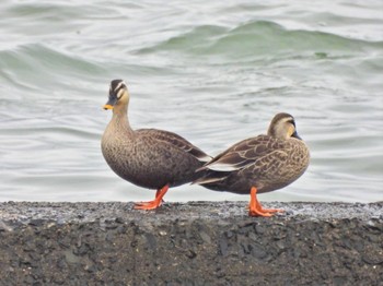 Eastern Spot-billed Duck 曽根干潟(曾根干潟) Thu, 12/14/2023