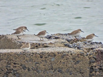 Dunlin 曽根干潟(曾根干潟) Thu, 12/14/2023