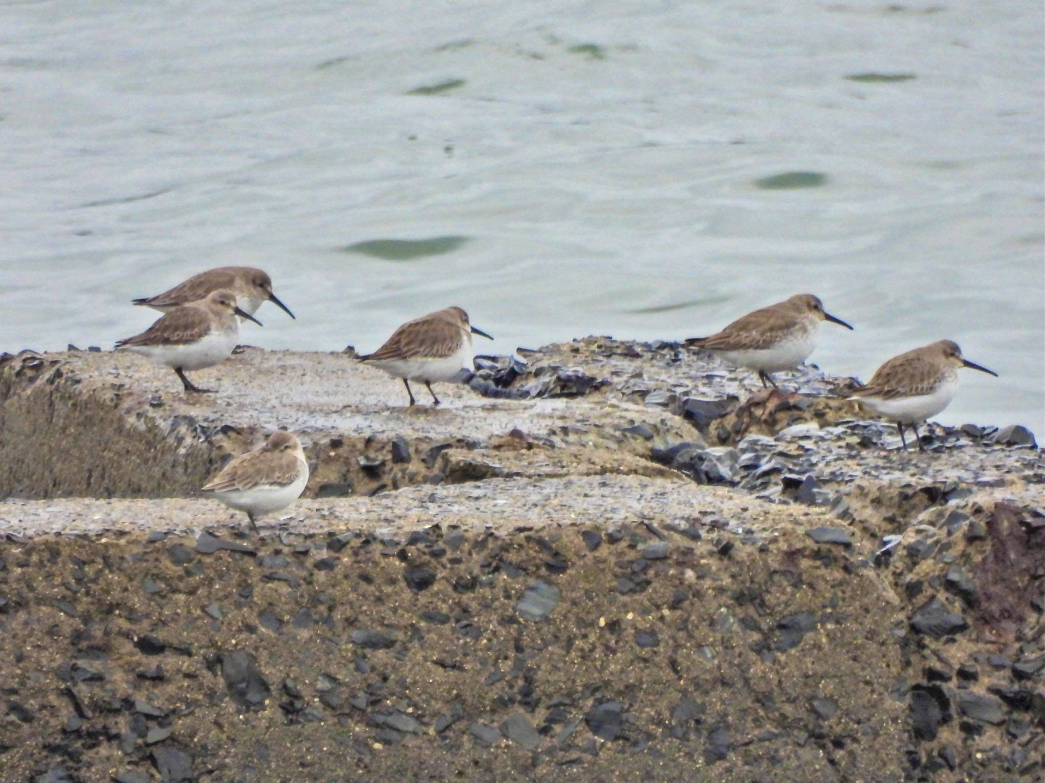 Dunlin