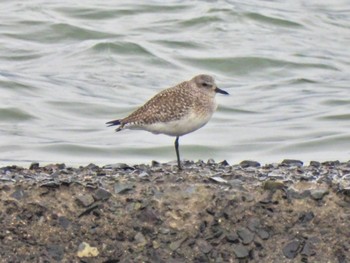 Grey Plover 曽根干潟(曾根干潟) Thu, 12/14/2023