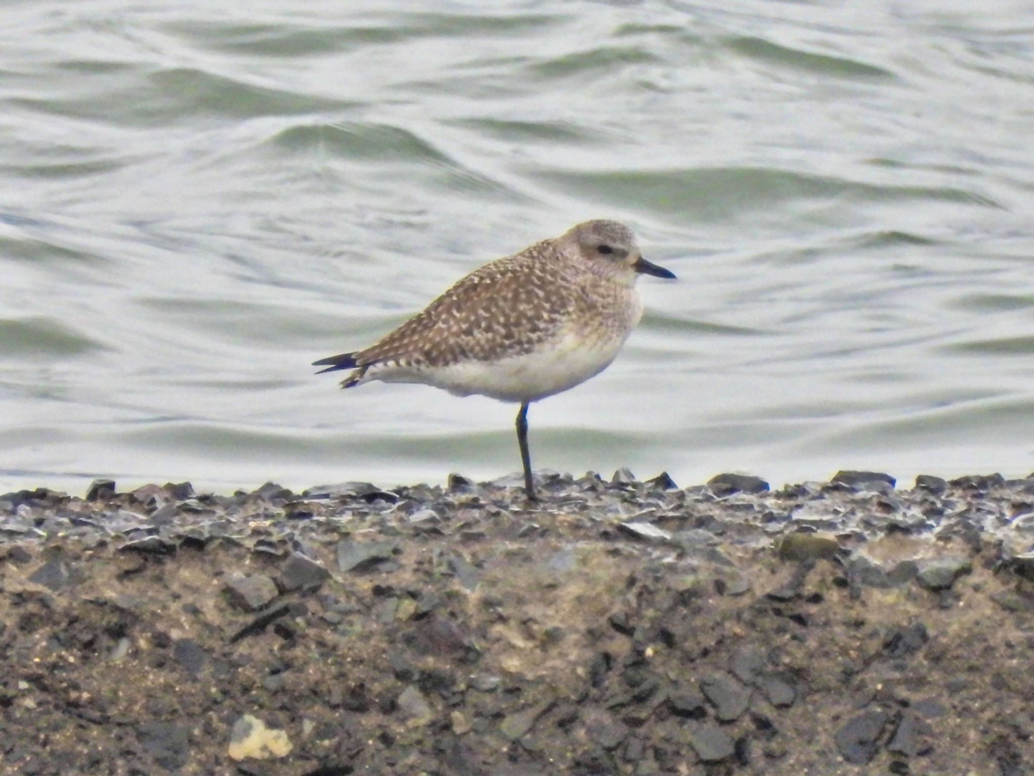 Grey Plover