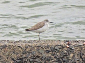 Common Greenshank 曽根干潟(曾根干潟) Thu, 12/14/2023