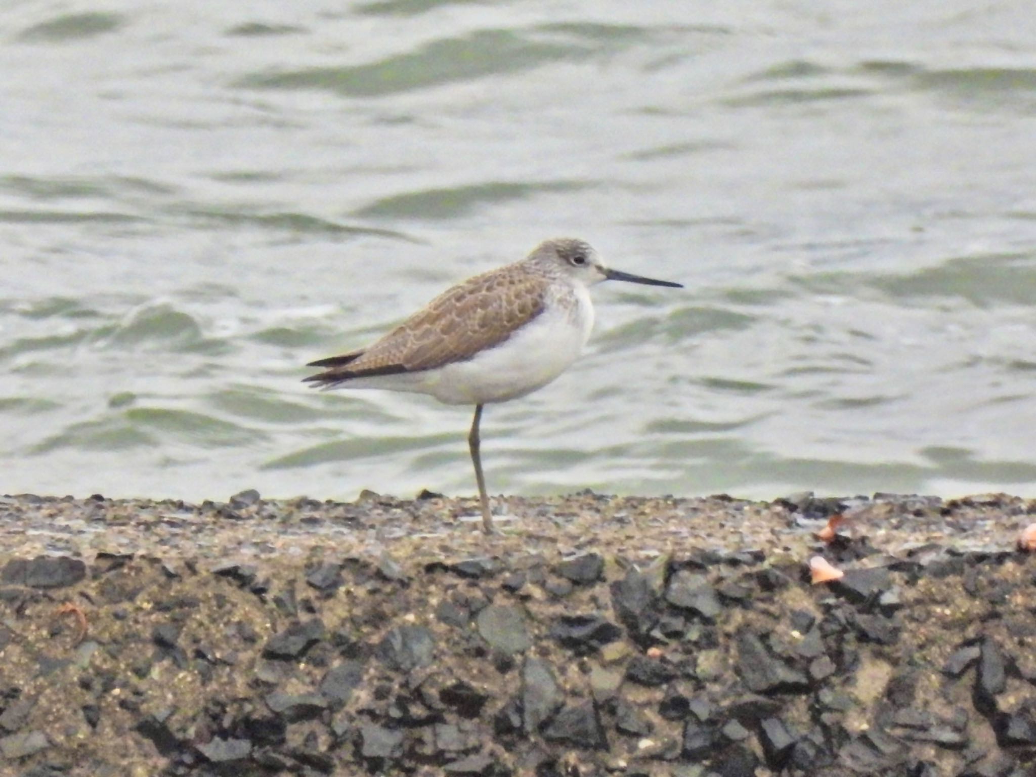 Common Greenshank