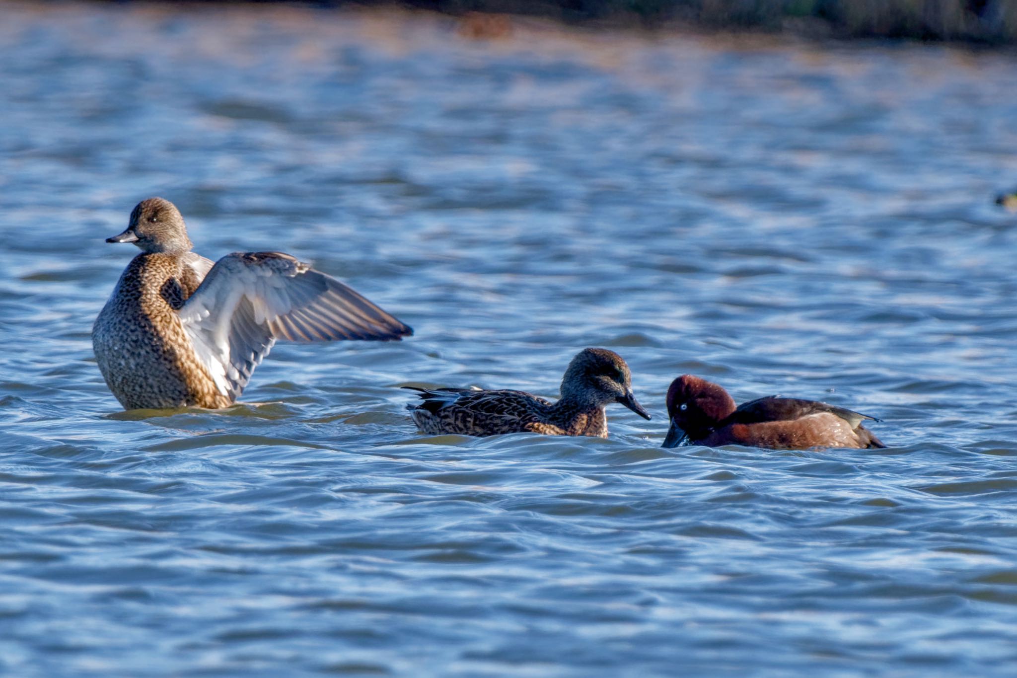 Ferruginous Duck