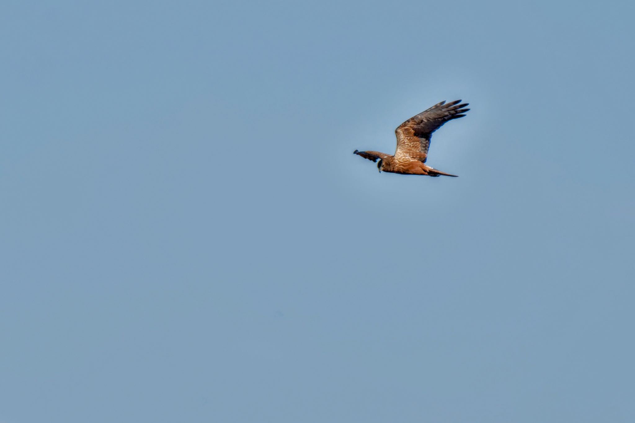 Eastern Marsh Harrier