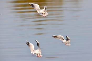 ユリカモメ 多摩川 2023年12月20日(水)