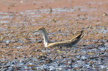 Pheasant-tailed Jacana Unknown Spots Sun, 10/14/2018