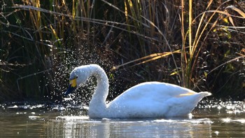 コハクチョウ 鶴ヶ池 2023年12月13日(水)