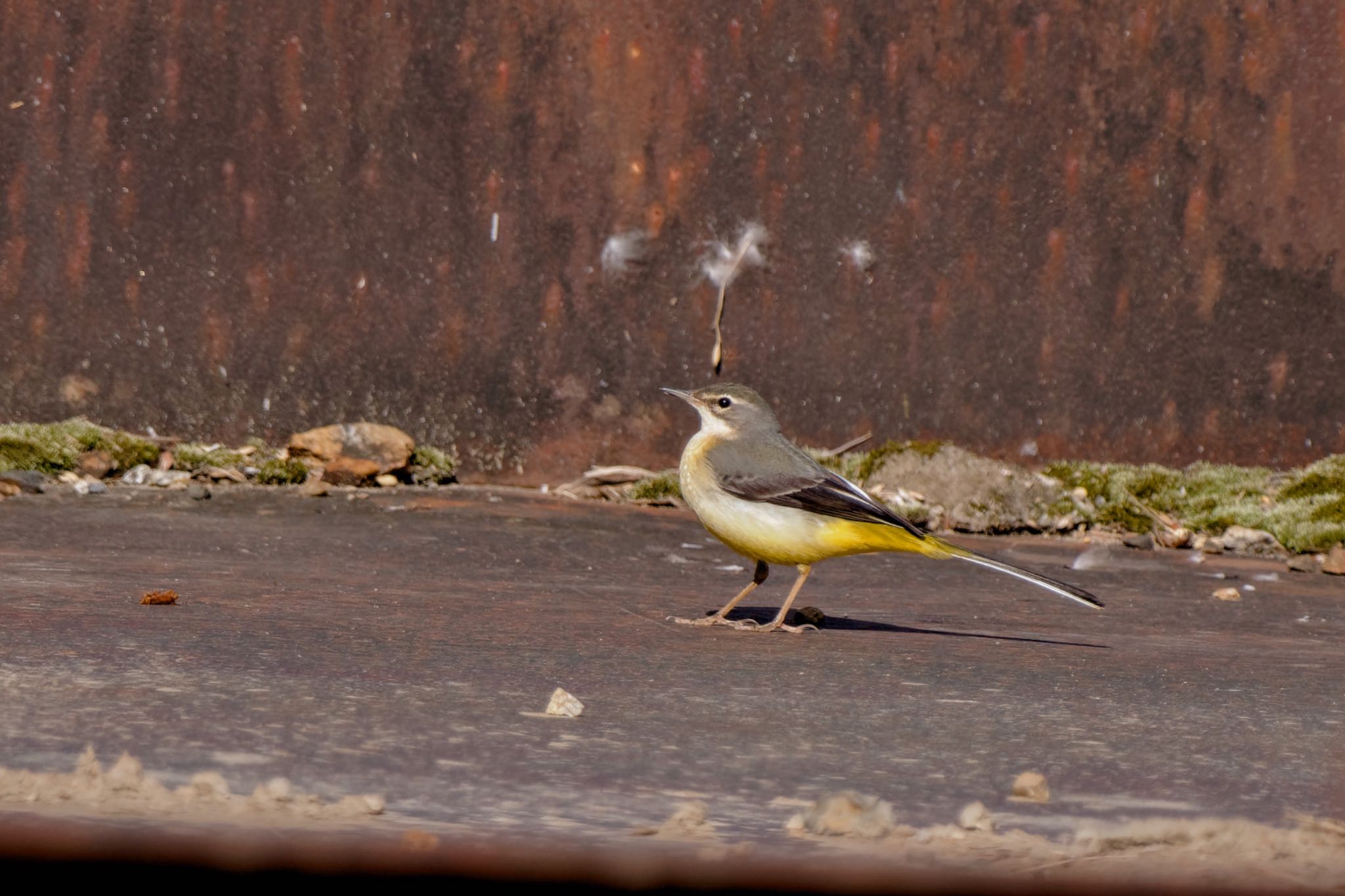 Grey Wagtail