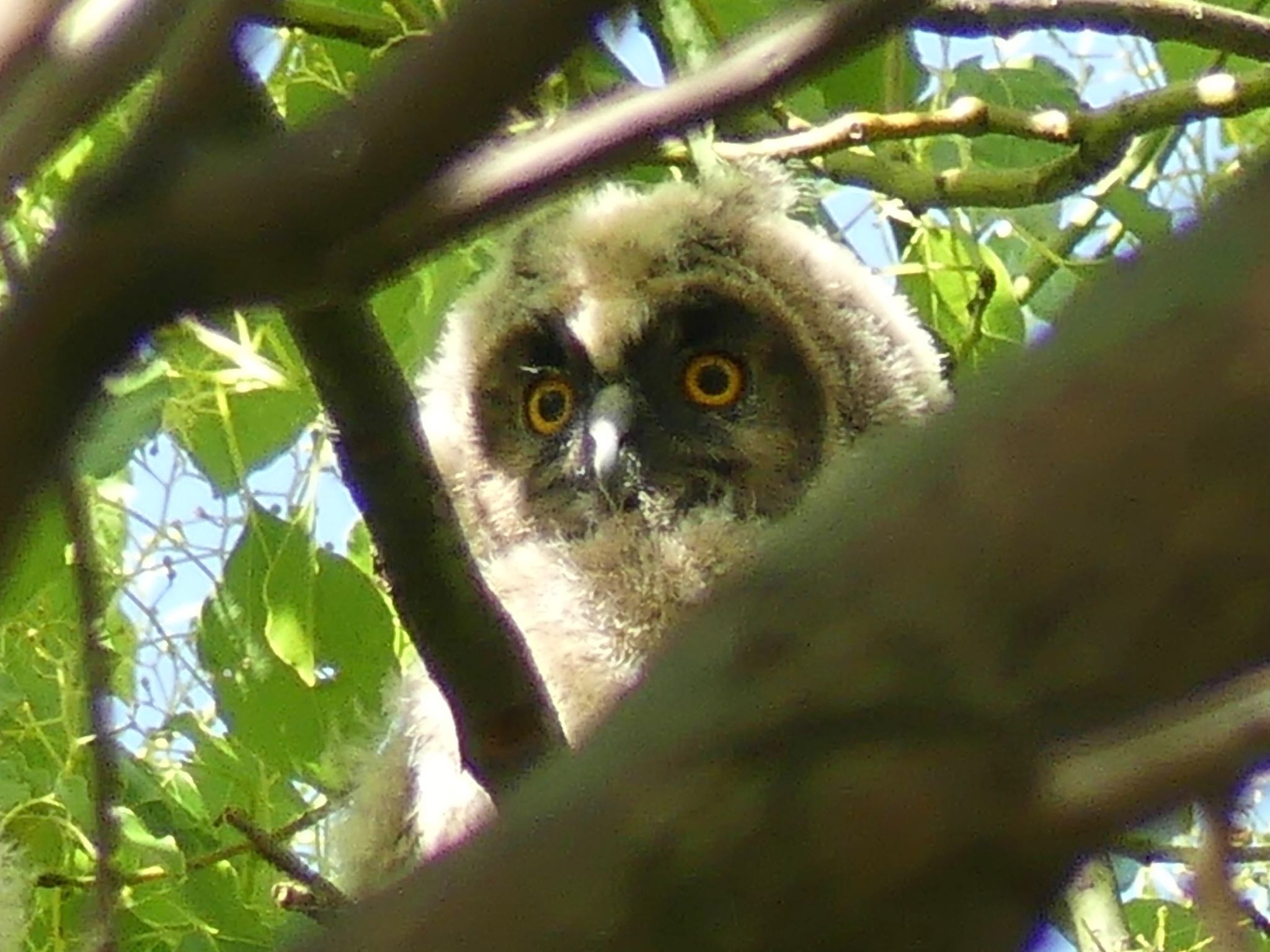 Long-eared Owl