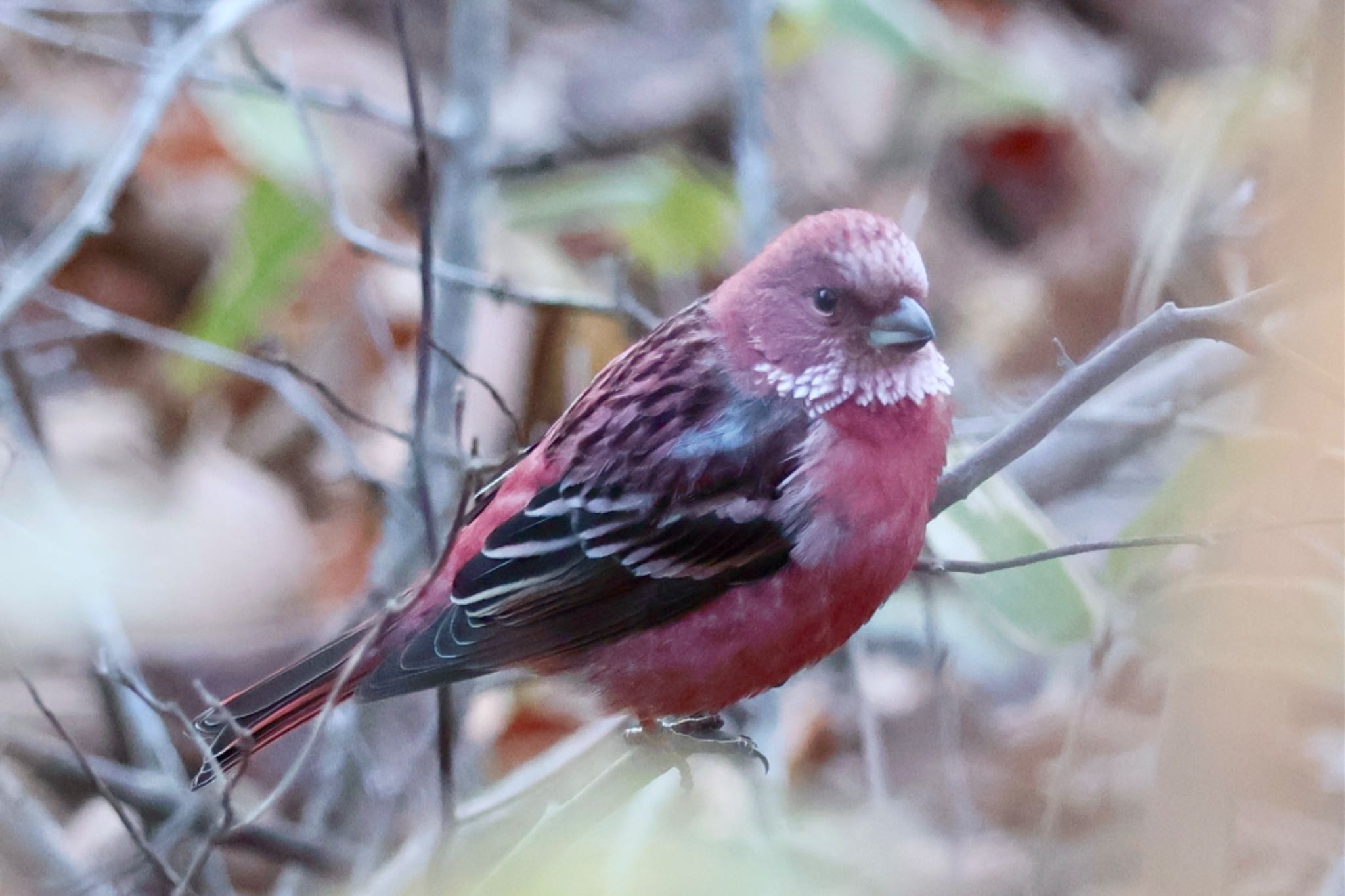 Pallas's Rosefinch