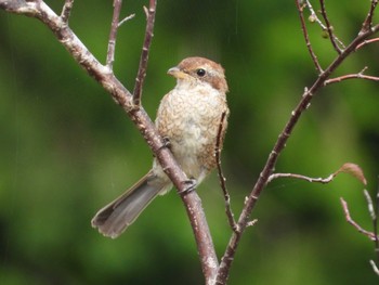 Bull-headed Shrike 御胎内清宏園 Sat, 9/30/2023