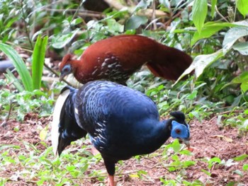 Malayan Crested Fireback