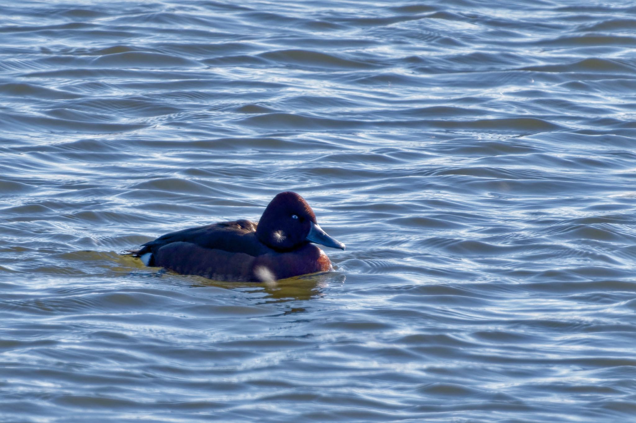 Ferruginous Duck