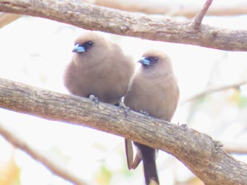 ウスズミモリツバメ Jindabyne, NSW, Australia 2023年12月8日(金)