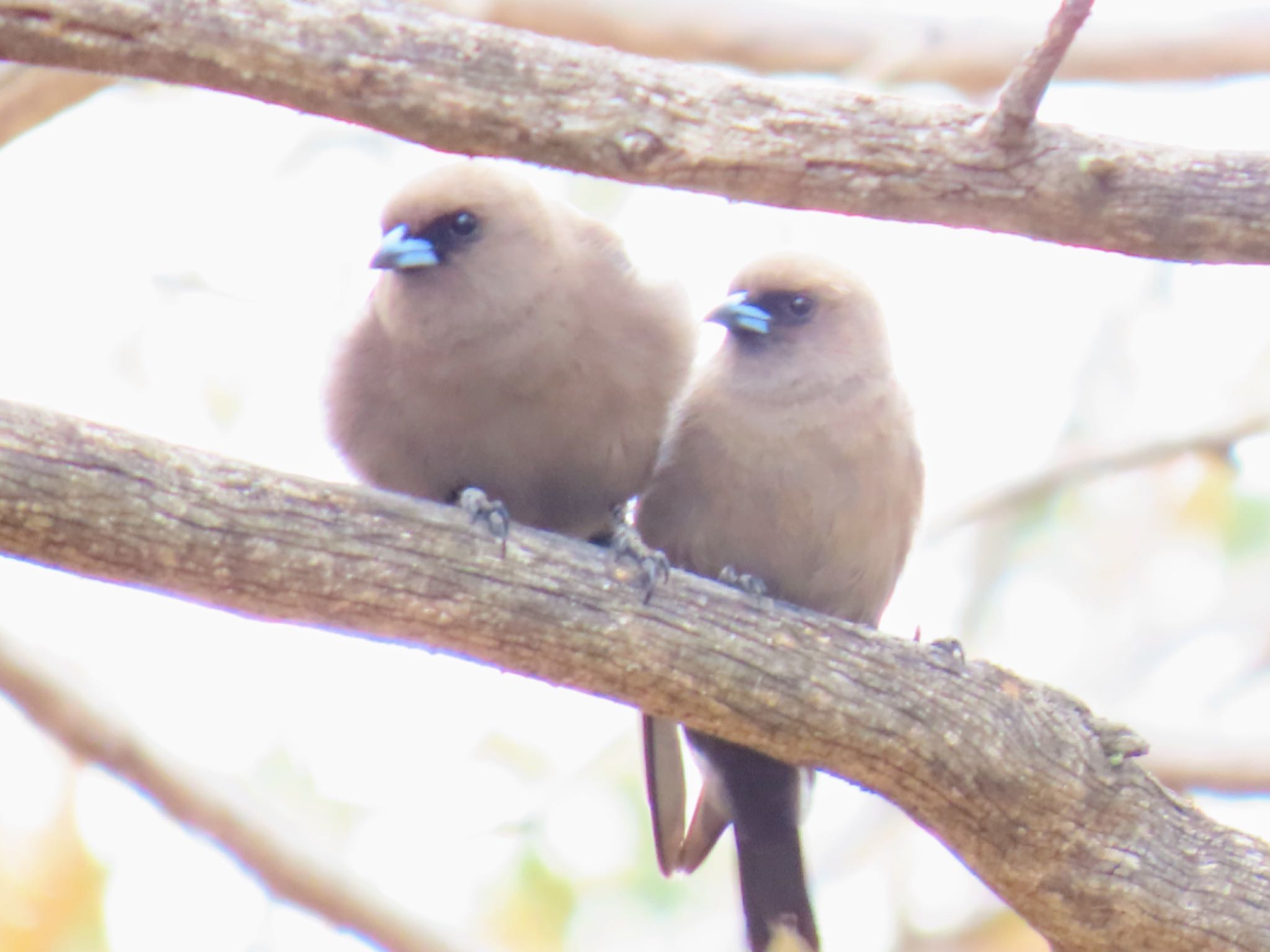 Jindabyne, NSW, Australia ウスズミモリツバメの写真 by Maki