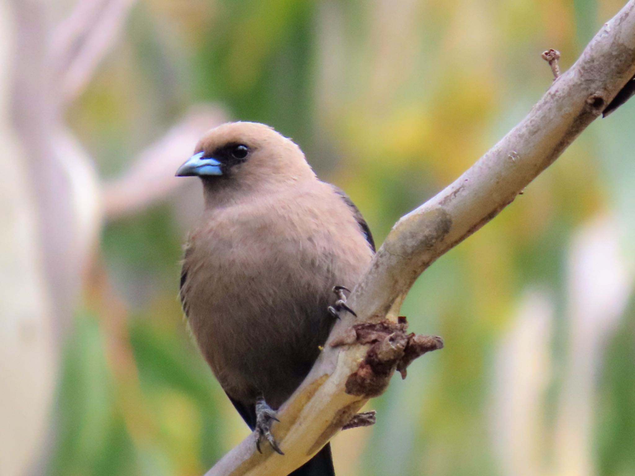 Jindabyne, NSW, Australia ウスズミモリツバメの写真 by Maki