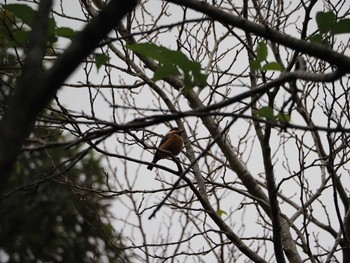 Varied Tit(amamii) Amami Nature Observation Forest Sun, 12/17/2023