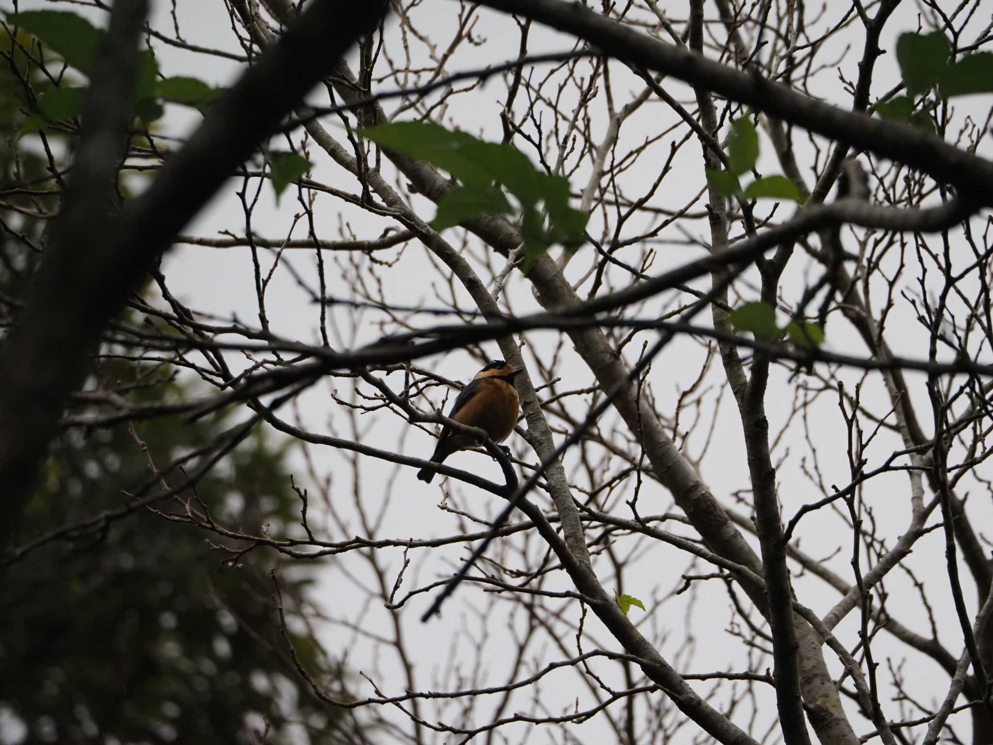 Photo of Varied Tit(amamii) at Amami Nature Observation Forest by mintan_honu