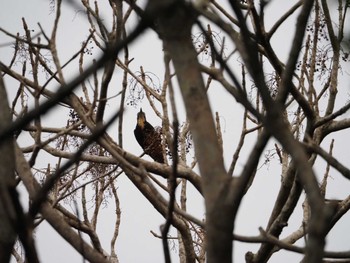 White-backed Woodpecker(owstoni) Amami Nature Observation Forest Sun, 12/17/2023