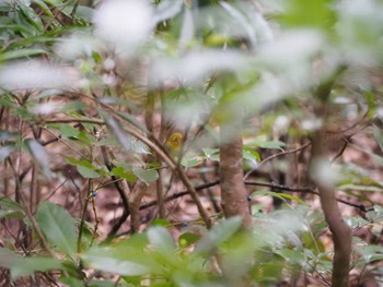 Japanese White-eye(loochooensis) Amami Nature Observation Forest Sun, 12/17/2023