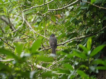 Brown-eared Bulbul(ogawae) Amami Nature Observation Forest Sun, 12/17/2023