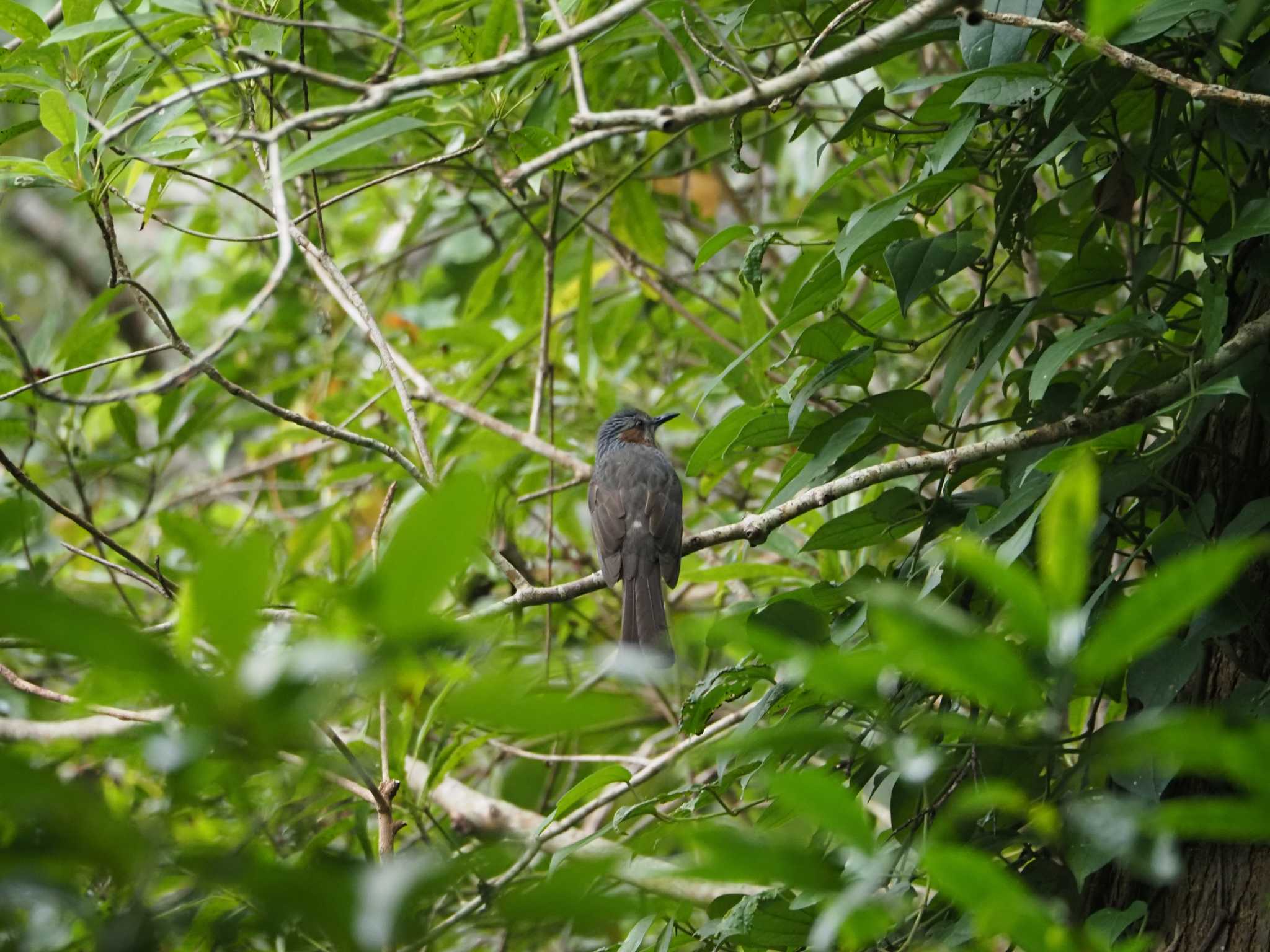 Photo of Brown-eared Bulbul(ogawae) at Amami Nature Observation Forest by mintan_honu