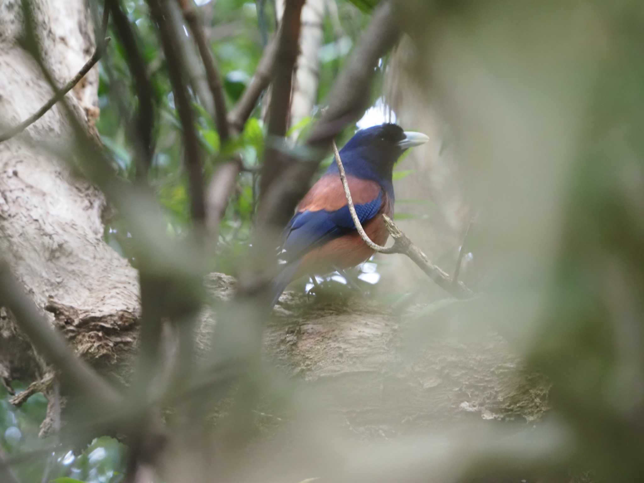 Photo of Lidth's Jay at Amami Nature Observation Forest by mintan_honu