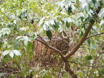アマミシジュウカラ 奄美自然観察の森 2023年12月17日(日)