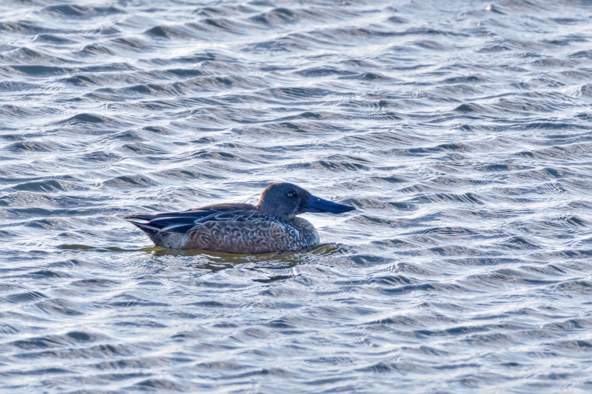 Northern Shoveler