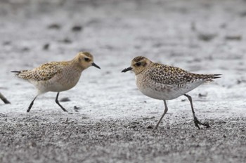 2023年12月19日(火) 稲敷市の野鳥観察記録