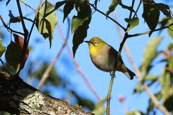 メジロ びわこ文化公園 2023年12月21日(木)