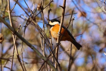 ヤマガラ びわこ文化公園 2023年12月21日(木)